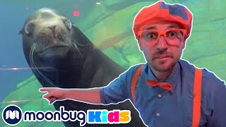 BLIPPI Blippi Visits an Aquarium  Moonbug Kids Play and Learn [upl. by Rasecoiluj921]