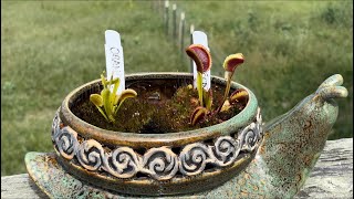 Gazing at Dionaea Muscipula ‘Orango’ amp Dionaea Muscipula ‘Sunrise’ [upl. by Josefa81]