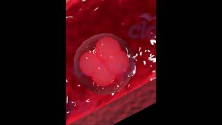 fertilization amp Implantation in Human 3D animation video [upl. by Einnoj]