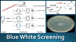 Blue white screening method  Lacz blue white screening explained  blue white screening principle [upl. by Bascomb]