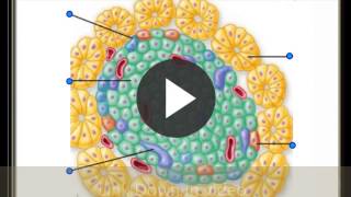 Microscopic Pancreas [upl. by Firman]