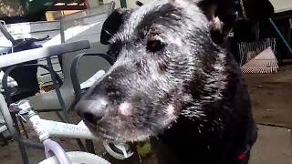 Dog with Fungal infection Canine Micosis Treatment and Medication [upl. by Lazes]