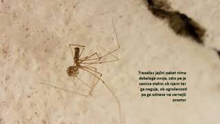 House spider Pholcus phalangioides – Tresači  hišni pajki [upl. by Lynnett817]