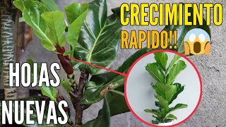 FICUS LYRATA Pandurata🌱🌿 Secreto para que tus hojas crezcan saludables y hermosas [upl. by Mancino632]