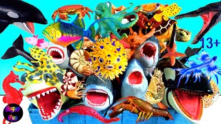 Sea Animals  Sharks Whales Fish Shellfish Cephalopods Crustaceans Sea Turtles Rays 13 [upl. by Atnad832]