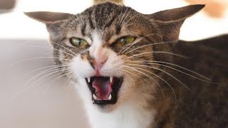 Female Cat In Heat Sounds  Female Cat In Heat Mate Calling  Female Cat In Heat Meowing [upl. by Atiekan]