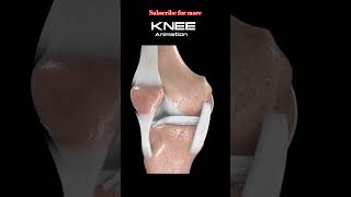 Knee 3D Animation  shortsfeed youtubeshorts [upl. by March]