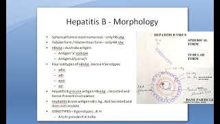 Microbiology 550 c Hepatitis B HBV Dane PArticle HBsAg HBeAg HBcAg Antigen surface core antibodies [upl. by Morey883]