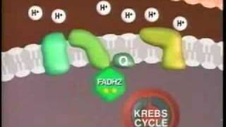 Fosforilação oxidativa  Cadeia transportadora de elétrons wmv [upl. by Aisha]