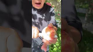 Apple farm with farmer walking picking apple fruit so fresh natural fruit apple shortvideo [upl. by Elmajian504]