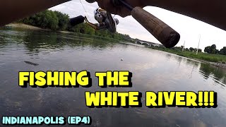 Catching a SMORGASBORD of SPECIES on the WHITE RIVER [upl. by Hsiwhem]