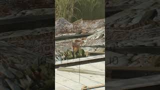 Ukrainian Sniper Ambushes Russian Soldiers From Behind Rocks  Arma 3 [upl. by Cattan]