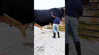 Holstein bull dwarfing his handler [upl. by Evets683]