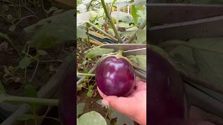 Harvesting Organic Brinjals from Our Rooftop Garden – Fresh and ChemicalFree organic bringle [upl. by Sheeb]