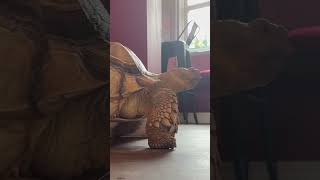 Tortoise is on a pub crawl literally 🐢🍺 tortoise animals pets [upl. by Adiazteb445]