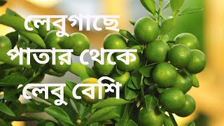 ছাদবাগানে লেবুগাছে লেবুর থেকে পাতা বেশি chad bagane lebu chas Arati chad bagan [upl. by Philemol]