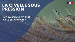 La civelle sous pression  les missions de lOFB pour la protéger [upl. by Eberta]