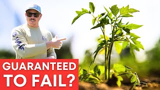 DONT BUY THESE TOMATO PLANTS [upl. by Seagraves]