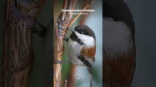 Chestnutbacked Chickadee bird sounds birds [upl. by Natica632]