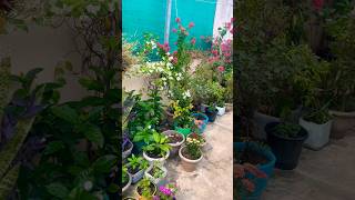 winter flowers bloomed😍🥀🥰💐gardenflowers houseplants youtubeshorts viralvideo [upl. by Jarrell280]