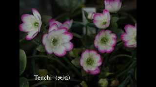 雪割草 410 標準花 （Hepatica in Japan ‘Hyoujunka’） [upl. by Butterfield]