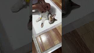 How to inject antibiotic on cat shortvideo [upl. by Eamanna]