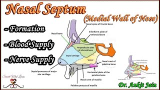 Nasal Septum  Medial Wall of Nasal Cavity Anatomy  Bones Cartilages Blood supply amp Nerve Supply [upl. by Rochella]