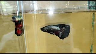 BETTA COLLECTION 🤩🦠 💯👌GOOD QUALITY FIGHTER FISH BETTA TANK YOUTUBE SHORTS  KERALEEYAN BEATS [upl. by Inaj765]