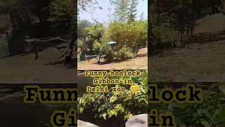 funny hoolock Gibbon in Delhi zoo 😂😂😂zoo animals monkey gorilla youtubeshorts [upl. by Kaete]