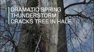 Dramatic spring thunderstorm cracks tree in half [upl. by Tayib534]