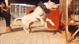 HUGE AND POWERFUL DOGO ARGENTINO WORKING FROM CHINA [upl. by Anivol85]