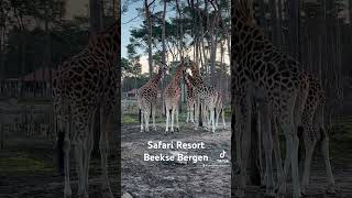 Safari Resort Beekse Bergen Vakantiehuisjes met uitzicht op een savanne met wilde dieren [upl. by Anonyw]