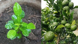 How to grow kaffir lime fast and grow well  NewMethods  my agriculture [upl. by Lagasse]