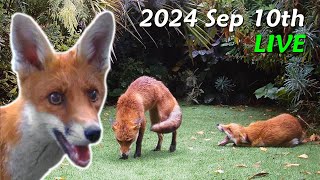 Foxes Live  2024 September 10th [upl. by Cordell120]