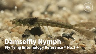 Damselfly Larvae  Nymphs  Naiads ◉ Fly Tying Entomology Reference ◉ No3 ◉ Calopteryx ◉ 4K [upl. by Abernon]