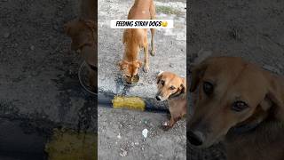 Feeding Strays💛 straydog feedshorts shorts dogs [upl. by Eldwun]