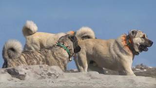 Guardians of Anatolia The Courageous Kangal Shepherd Dogs [upl. by Shulman]