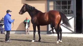 フサイチセブンFusaichi Seven優駿スタリオンS種牡馬展示会2016 [upl. by Servais]