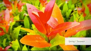 Photinia Red Robin Information and Advice [upl. by Assira]