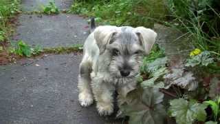 Monty The Miniature Schnoodle [upl. by Wiles326]