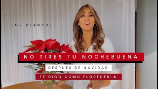 NO TIRES tu NOCHEBUENA aquí 10 TIPS para que se vuelva a DAR después de Navidad  Luz Blanchet [upl. by Mapes115]