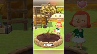 New TREE Released TODAY in ANIMAL CROSSING shorts animalcrossing acnh [upl. by Anasor]