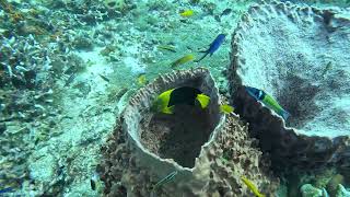 Diving in Cozumel PalancarYucub 101124 [upl. by Hochman735]