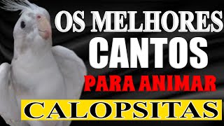 CALOPSITAS CANTANDO ASSOBIOS E CANTOS [upl. by Brechtel]