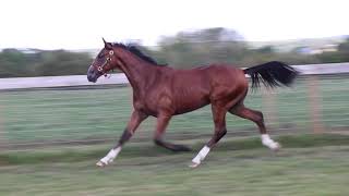 Vidéo LOT 0591 MAKILA DE GODREL  Ventes de Trotteurs de Caen  28 septembre 2023 [upl. by Allayne]