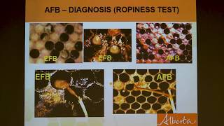 Honey Bee Diseases and Pests Medhat Nasr PhD NY Bee Wellness [upl. by Ellehcrad]