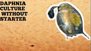 HOW TO CULTURE DAPHNIA NATURALLY WITHOUT A STARTER [upl. by Merridie710]