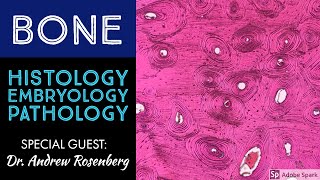 Normal Bone Histology amp Embryology 101 with Dr Andrew Rosenberg [upl. by Rice]