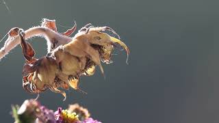 Sonniger Herbsttag im Altweibersommer [upl. by Siroved]