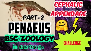 BSC ZOOLOGYARTHROPODAPENAEUSCEPHALIC APPENDAGESEM ONEIN മലയാളം [upl. by Justine]